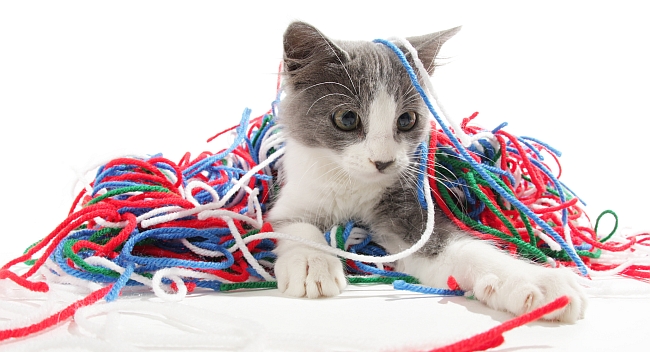 kitten playing with yarn