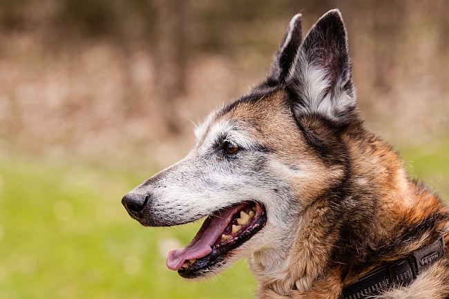 Mutts vs Purebred Dogs