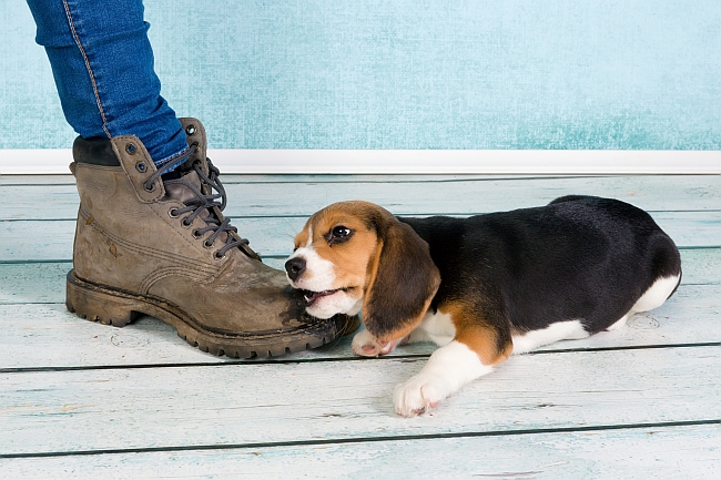 Paws off, Parker! The Effects of Taste Deterrents