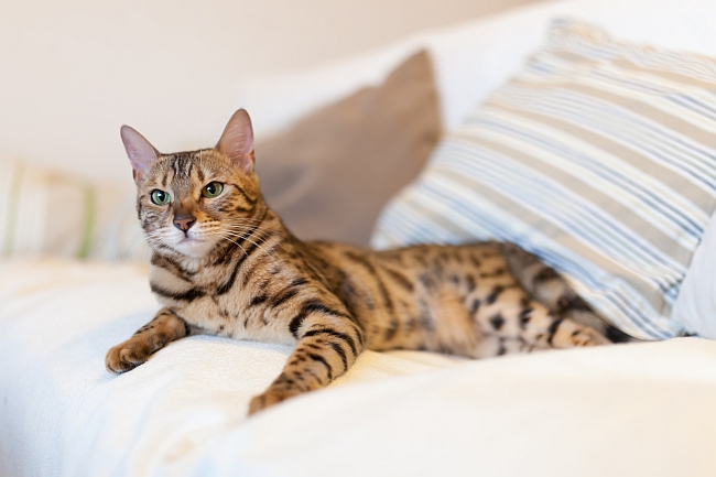 Bengal Cat