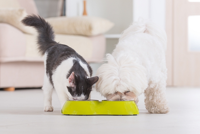 The Benefits of a Starch-Free Diet for Your Pet