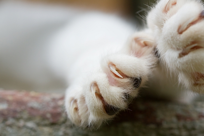 Declawing Your Cat: Is it Unethical?