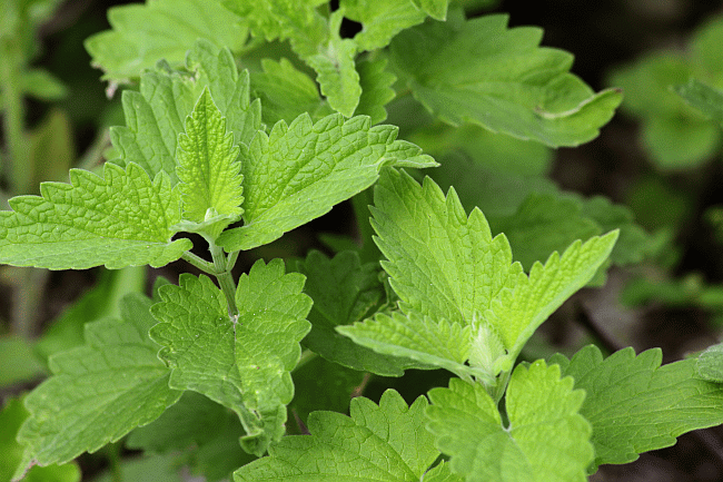 catnip - Nepeta cataria