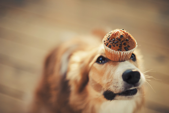 dog doing a trick with muffin