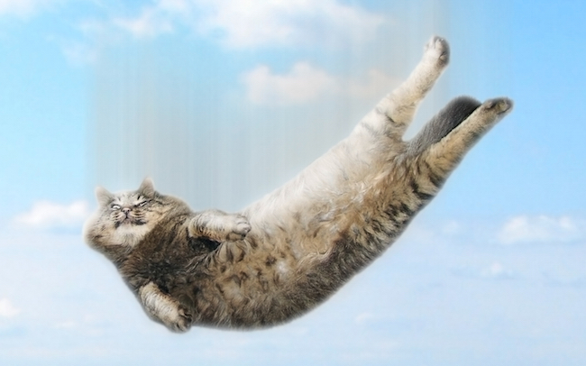 falling cat