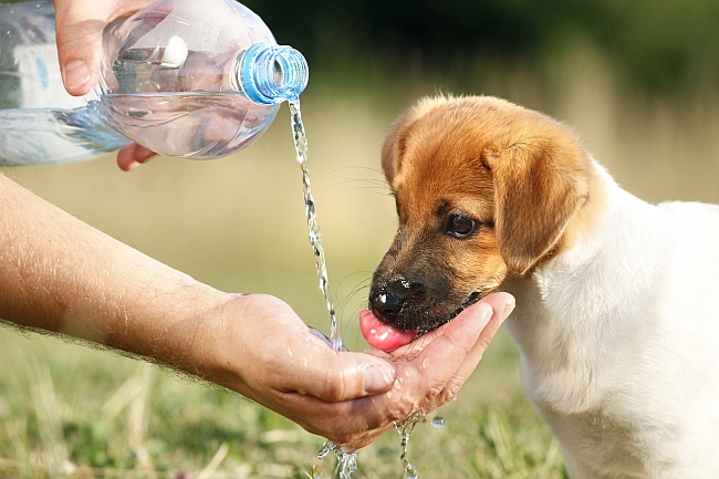 puppy drinking water from bottle