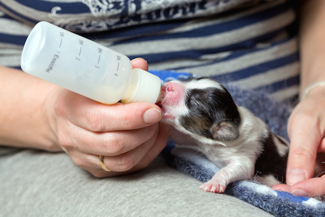 newborn puppy being fed by a bottle