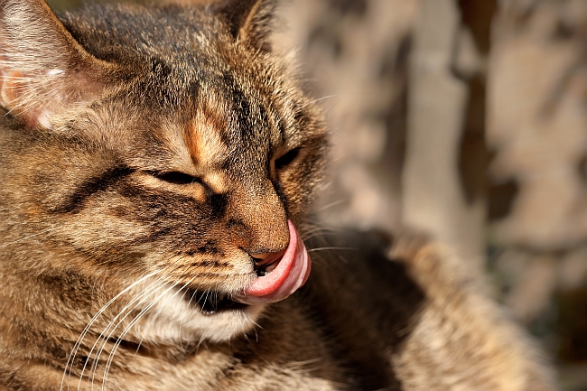 Cat Licking His Nose