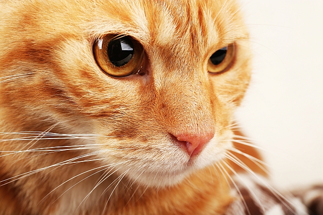 closeup of cat's whiskers