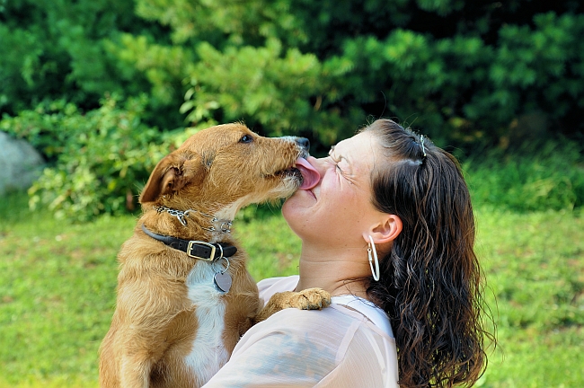 dog licking owner's face