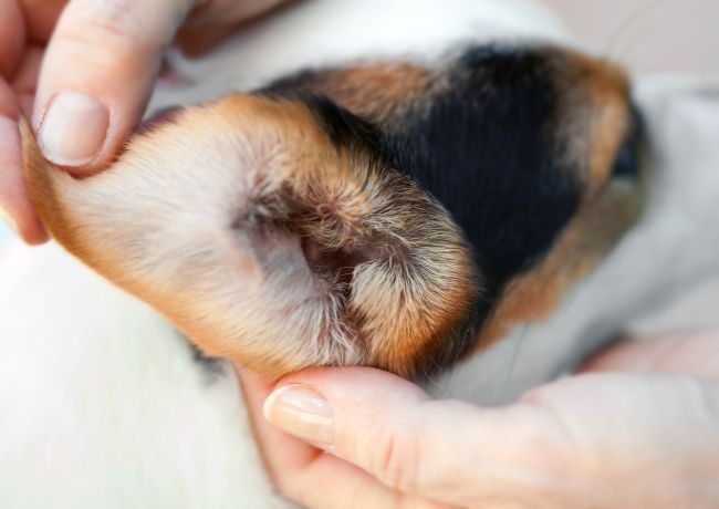 close-up of a dog's ear