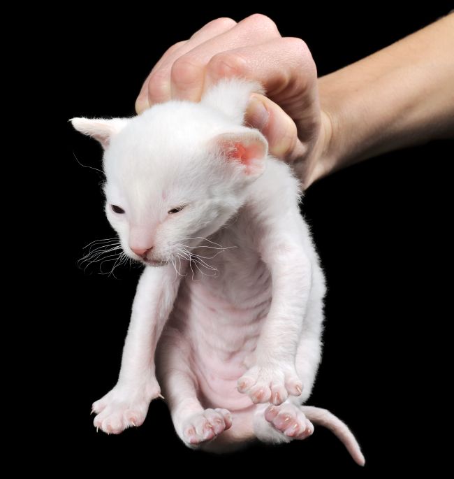 kitten being held by scruff