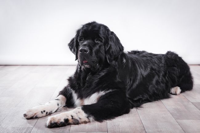 Docile Dogs: The Most Mellow Breeds