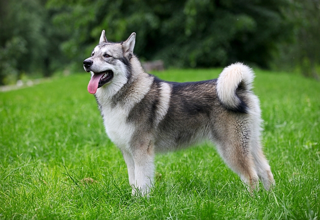 Differences between Alaskan Malamute, Siberian Husky & Alaskan Husky