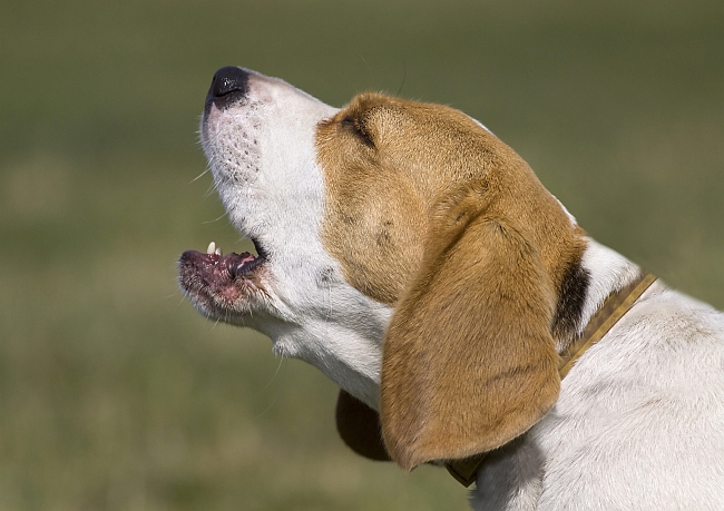 Beagle howling