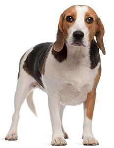 beagle