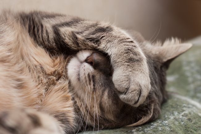 cat covering eyes with paw