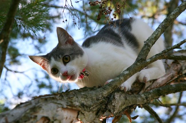 cat stuck in tree