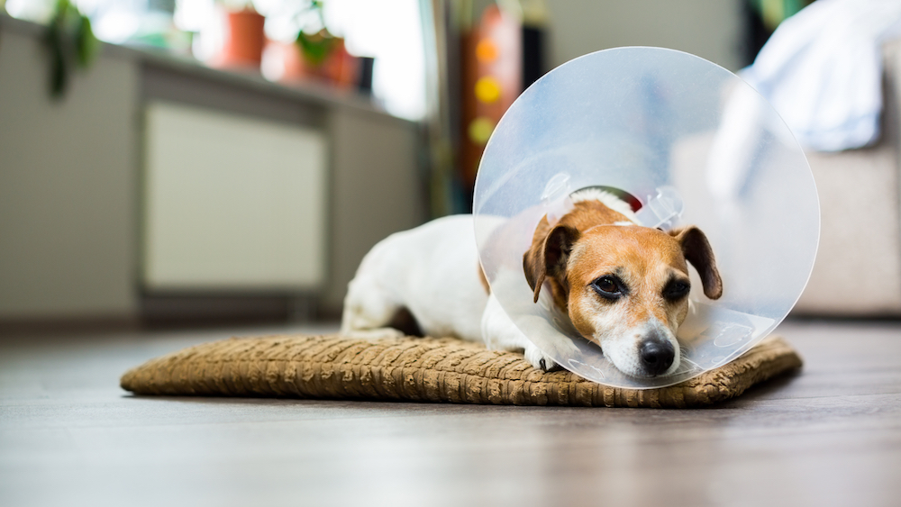 Jack Russel Terrier lying down with cone on head