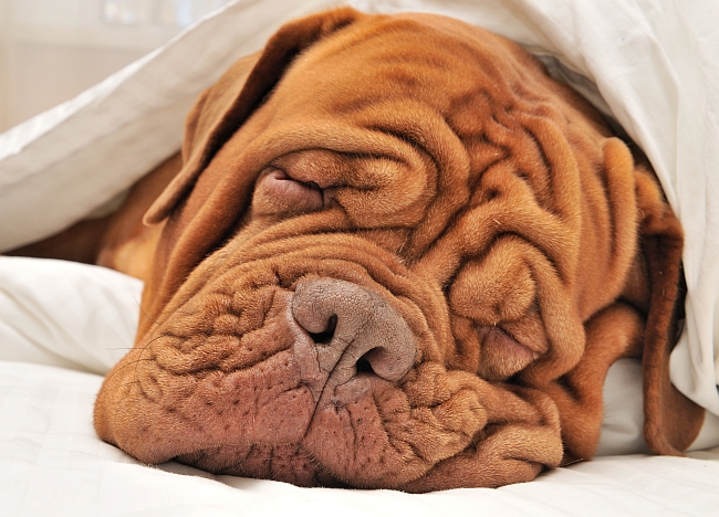 Snore No More: How to Stop Your Dog from Sawing Logs