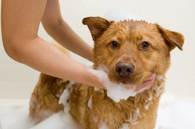 dog taking a bath