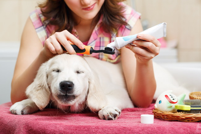 girl brushing dog's teeth