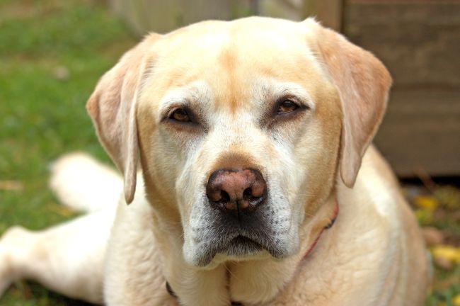 close up of Labrador Retriever showing nose pigmentation