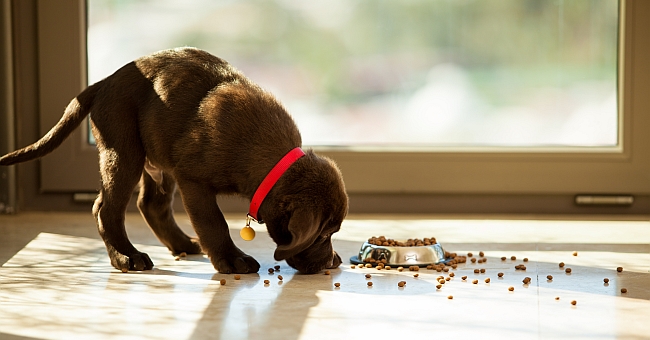 Why Do Dogs Take Food Out of the Bowl Before Eating?