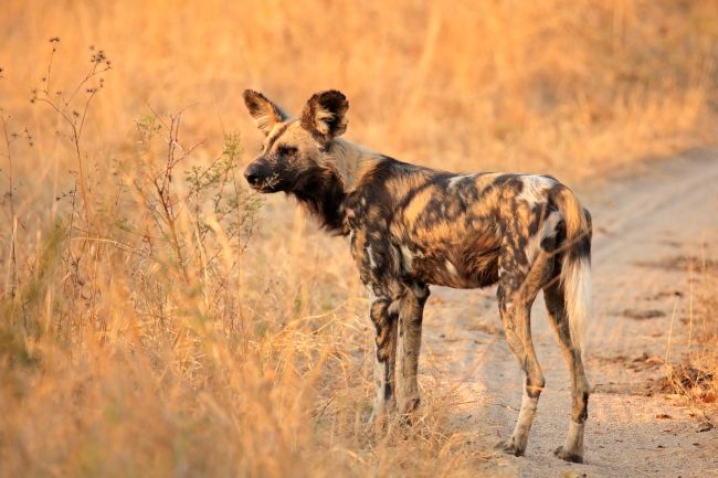 African wild dog