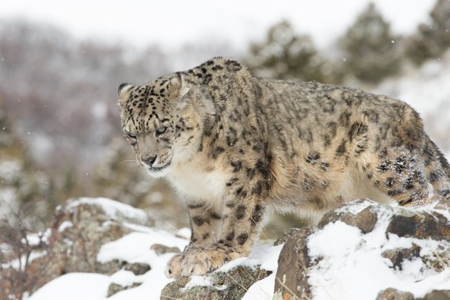 Snow Leopard