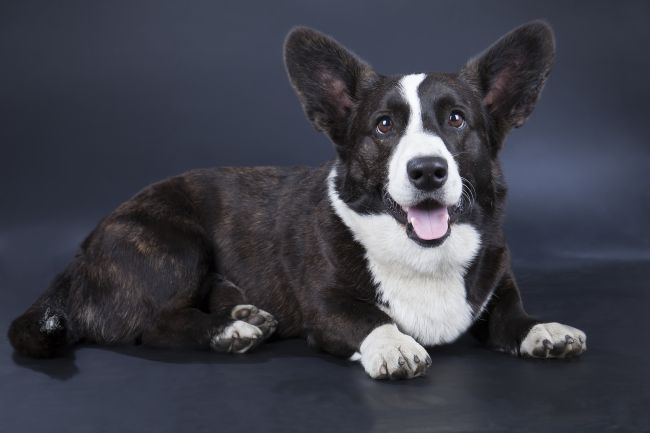 Cardigan Welsh Corgi