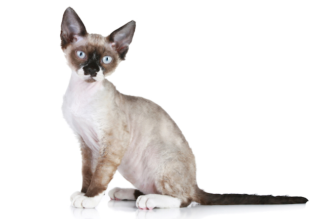 Devon Rex cat