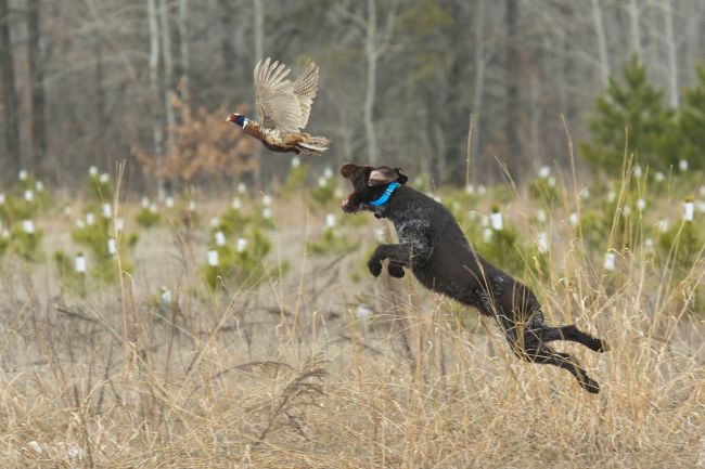 A hunting dog leaping to catch a pheasant