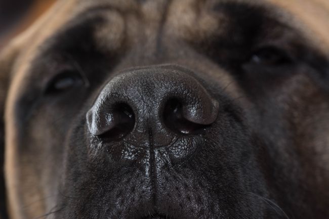 close-up of a dog's nose