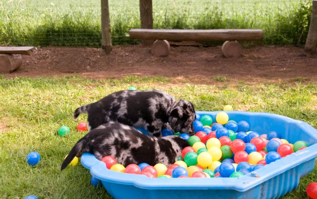 5 Pros & Cons About Doggy Daycare