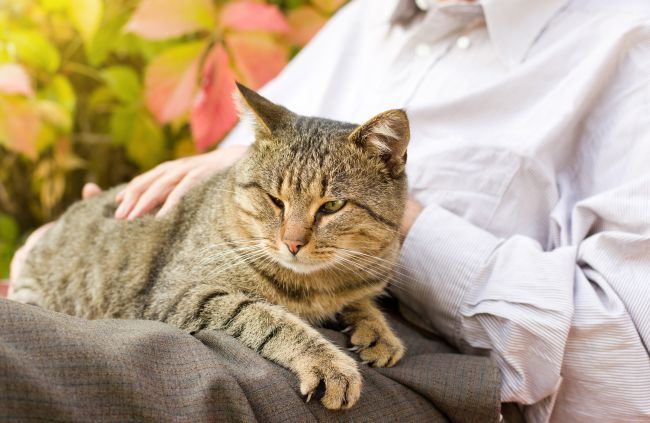 Best Cat Breeds for Pet Therapy