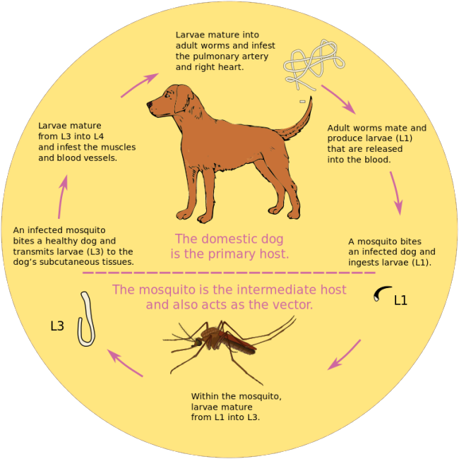 Heart worm life cycle graphic