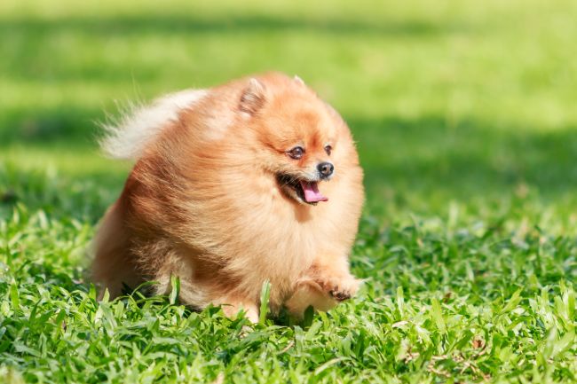 pomeranian running in grass