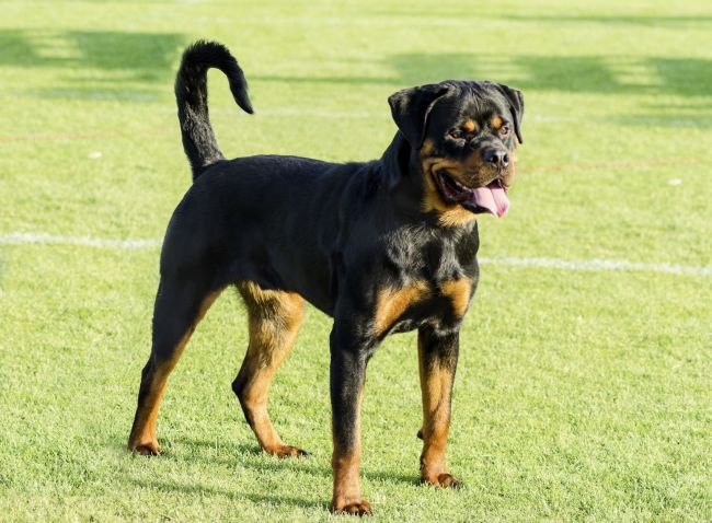 Rottweiler