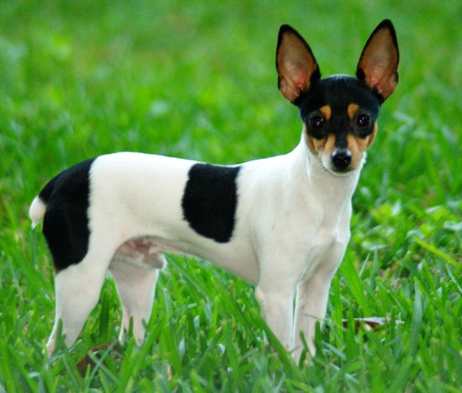 Toy Fox Pinscher