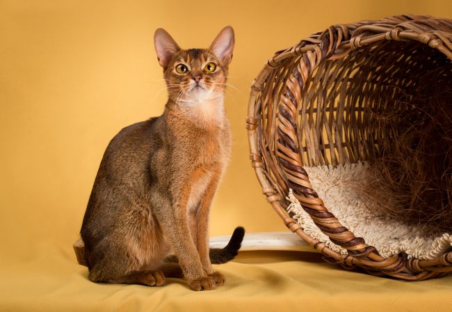 Abyssinian cat