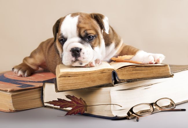 bulldog puppy lying down on books