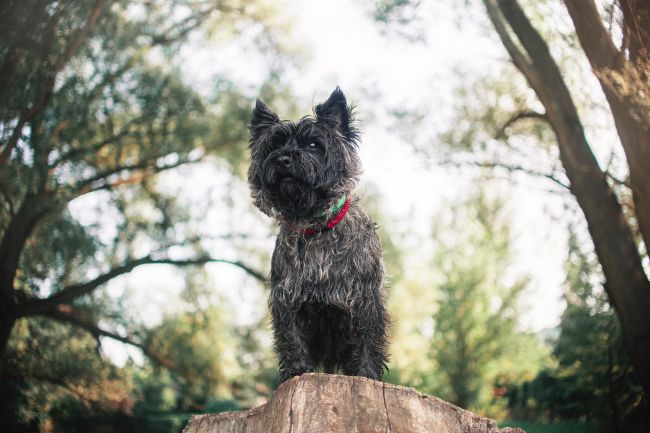 cairn terrier