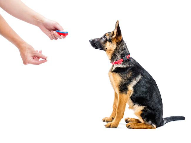 puppy being trained using clicker