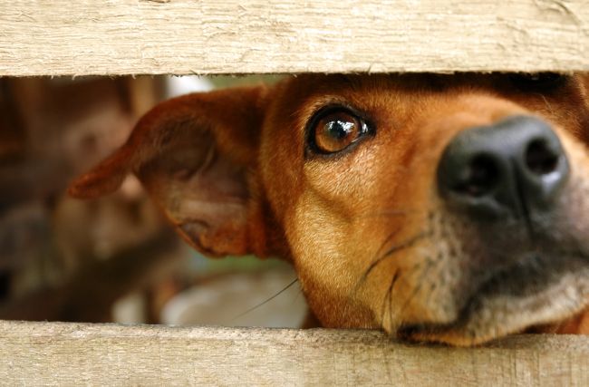 dog looking through fence