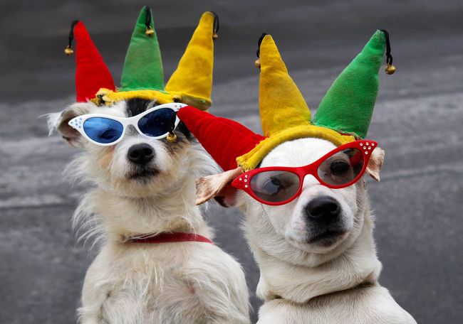 dogs wearing joker hats