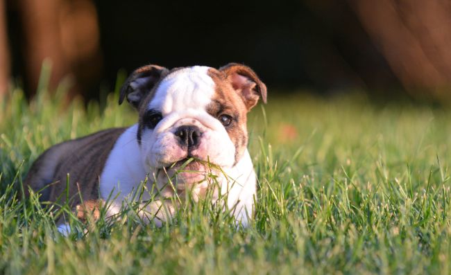 english bulldog puppy laying down eating the grass