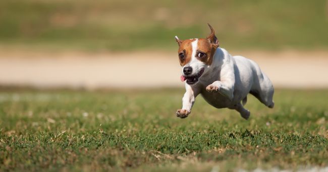 Jack Russell Terrier