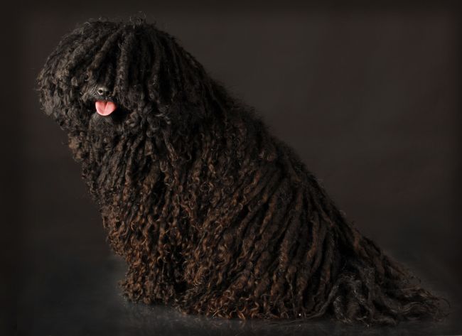 Puli dog breed