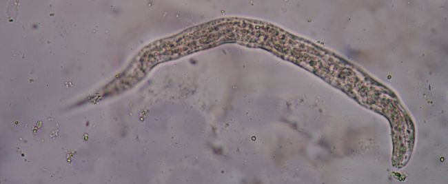 Roundworms